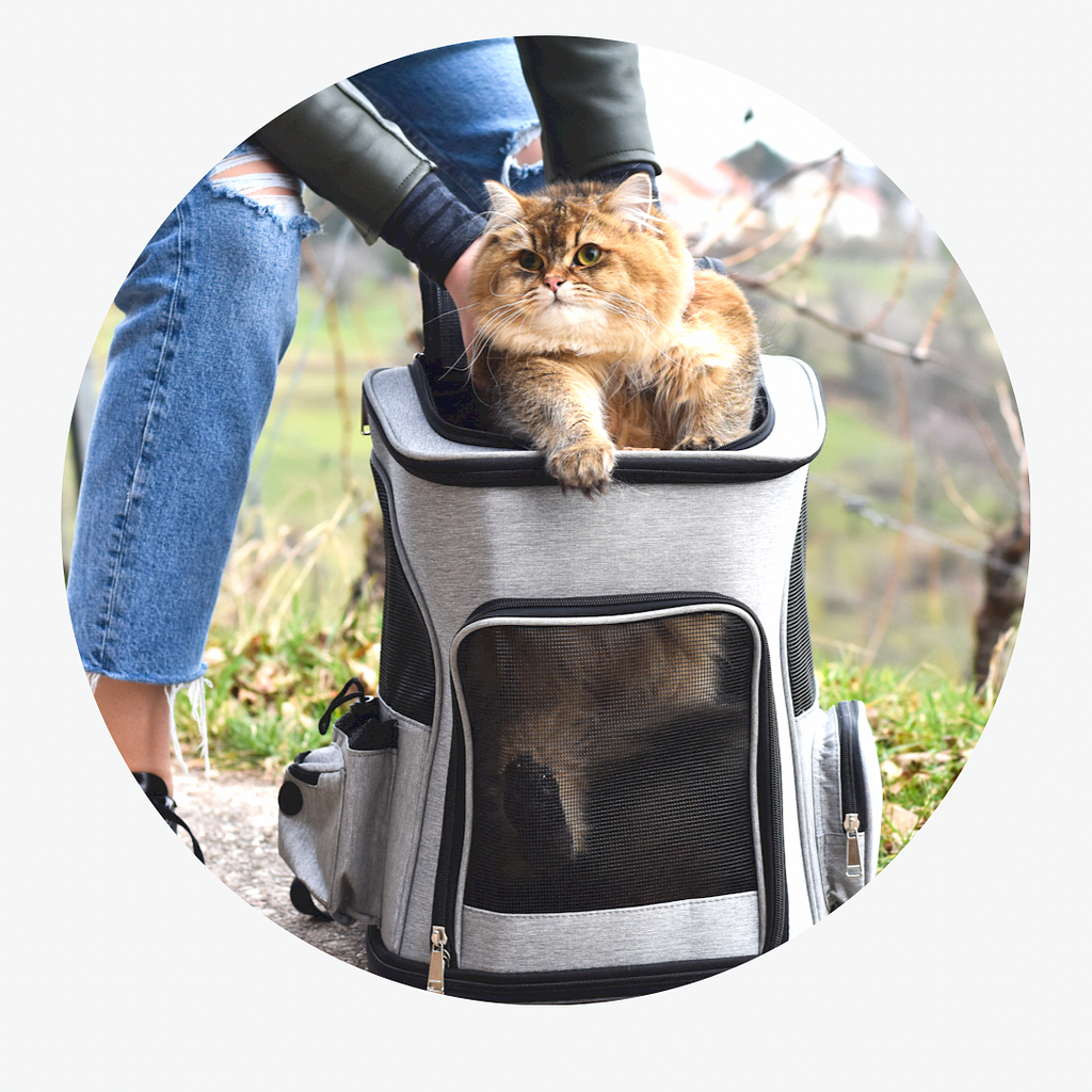 Expandable Cat Carrier Bag